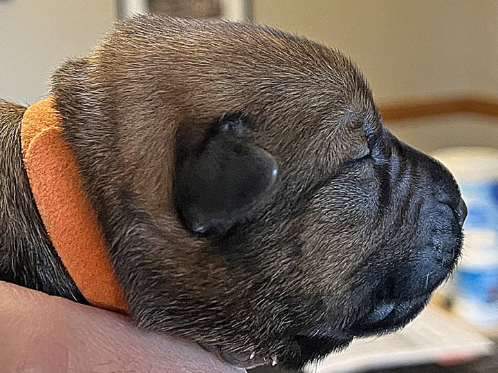 chinook puppy
